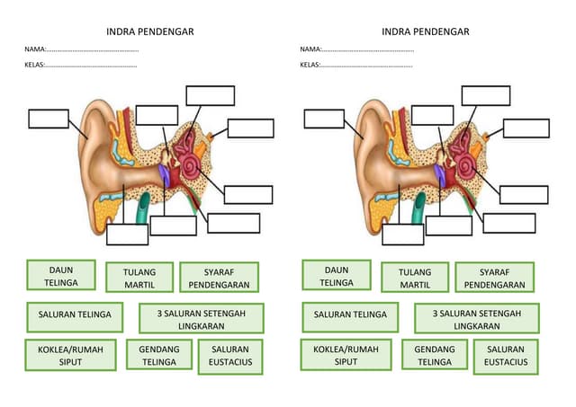 contoh soal biologi kelas 2 smp materi indrah pendengar